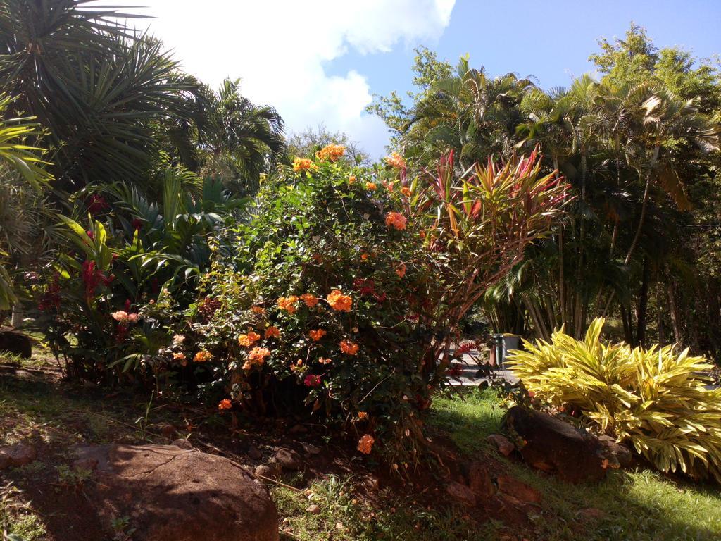 הוילה דסהייס Oasis De Grande Anse מראה חיצוני תמונה