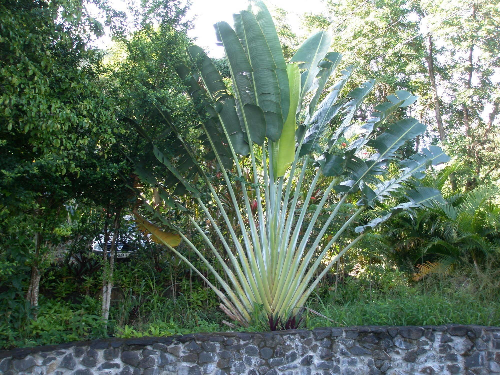 הוילה דסהייס Oasis De Grande Anse מראה חיצוני תמונה
